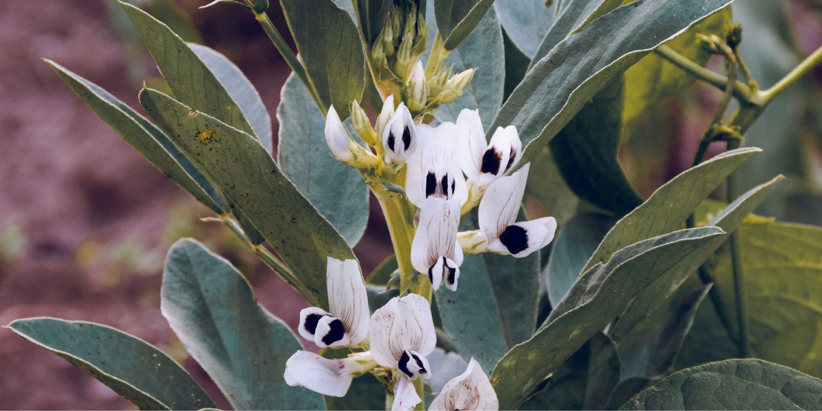 Winter broad beans